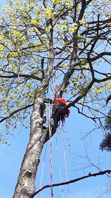 Forst- und Gartenservice Andreas Mack