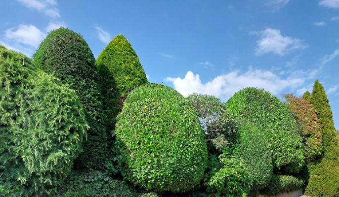 Baum- und Gartenpflege Daniel Gessler