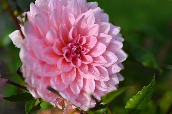 Verein der Siedler und Gartenfreunde Grünland