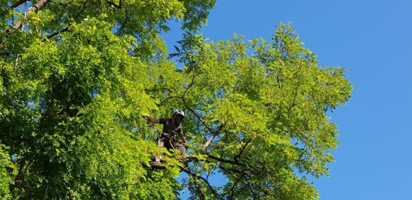 Baumsteiger Allgäu Professionelle Baumpflege Raphael Bernhardt