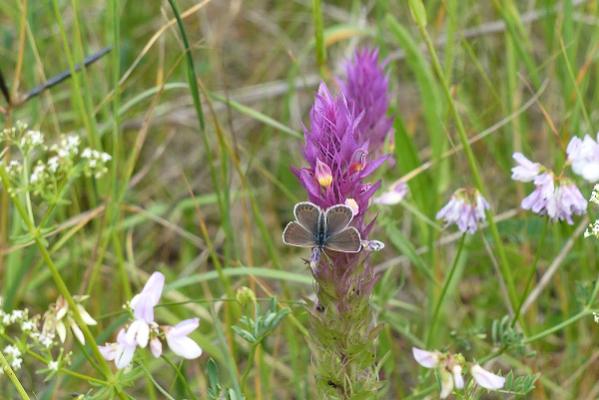 Maria Stark, Naturgartenplanerin, Landschaftsökologin, Naturnahe Gärten, Grünraumkonzepte