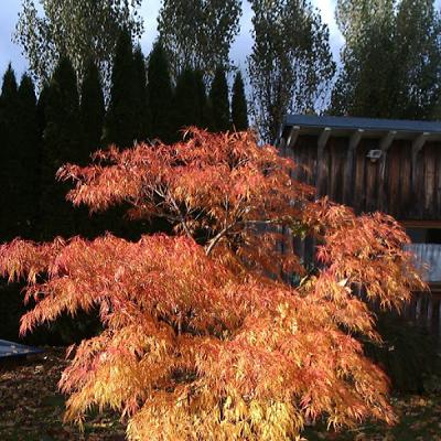 Baumschulen Scheerer Pflanzenhandel GmbH & Co. KG