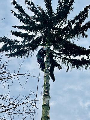 MP Baum und Garten