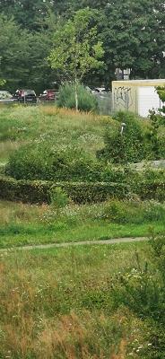 Stadtgrün Berlin GmbH, Garten- und Landschaftsbau