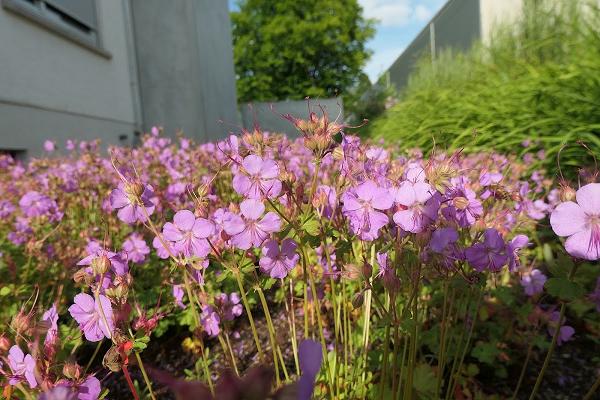Ott Galabau, Bäume-Sträucher-Stauden, Blumen und Ideen, Gartencenter, Fleurop-Dienst