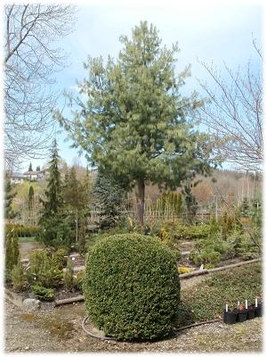 Baumschule Volker Teuchert