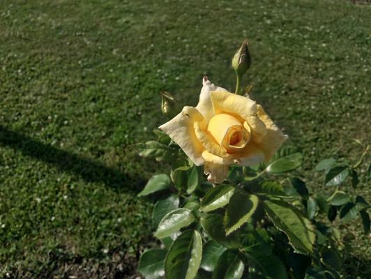 Andreashof, Dr. Cornelia Hahn