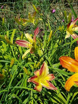 Mähringer Tagliliengarten