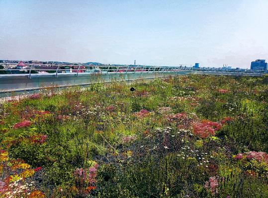 Dachbegrünung Allgöwer