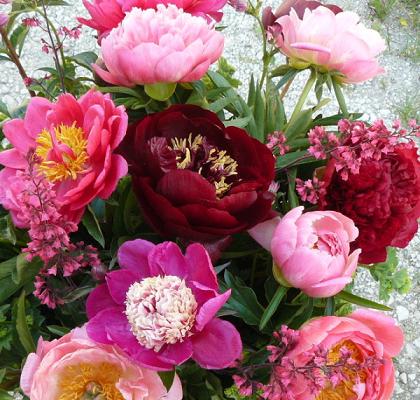 Blumengarten Andrea Köttner