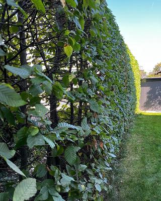 Gartenfriseur Benedikt Hecht - Gartenpflege/ Garten- und Landschaftsbau