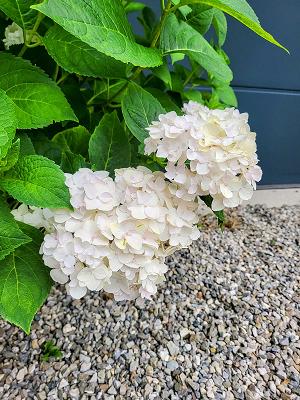 Gartenservice Hachinger Tal