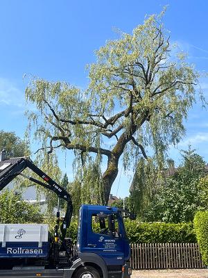 Arboris - Meisterbetrieb f. Baumpflege - Rollrasen - Holzterrassen