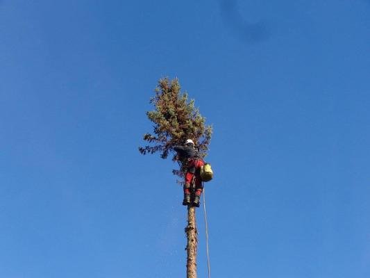 Baumpflege Andreas Hecher