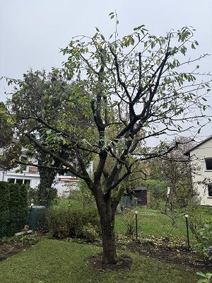 Gartenservice Matic