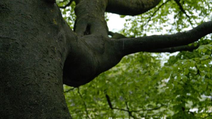 Gartenbau Laßmann