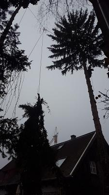 Baumpflege Dellinger - Markus Dellinger