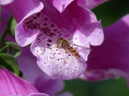 Siegfried Dumbsky Gärtnerei