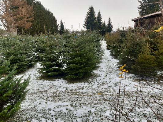 Baumschule Gschwandtner