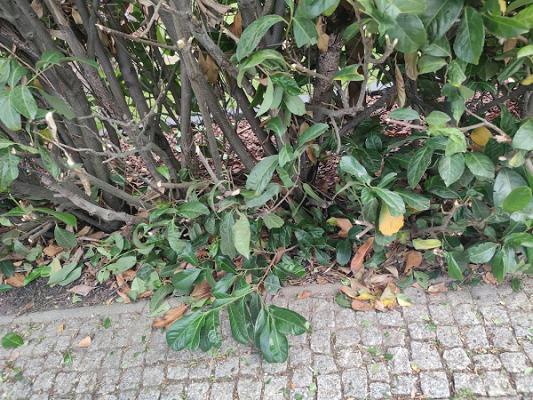 Perfekt Gartenservice Dieker