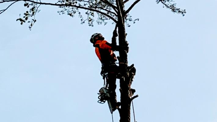 Baumfällung Baumpflege