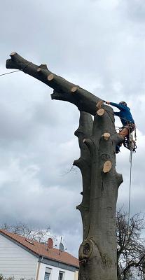 Baumpflege und Gartenpflege Flintrop