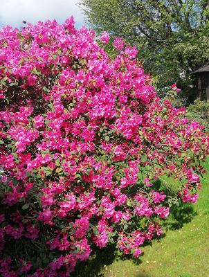 Fachmännische Gartenpflege Michael Kyejjusa