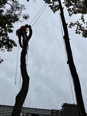 Baumdienst Bruchmann