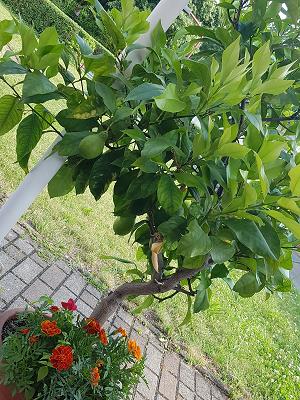 Gartengemeinschaft Heimatruh e. V.