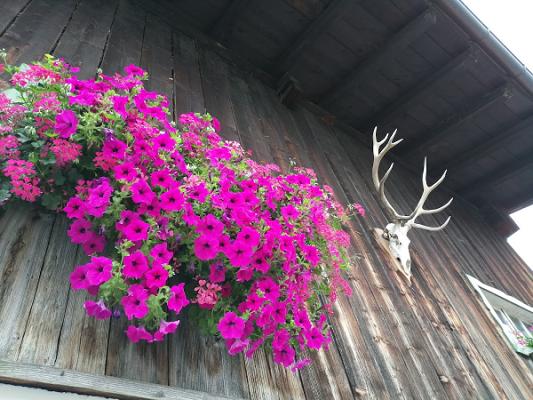 Hofladen Obst und Gartenbauverein