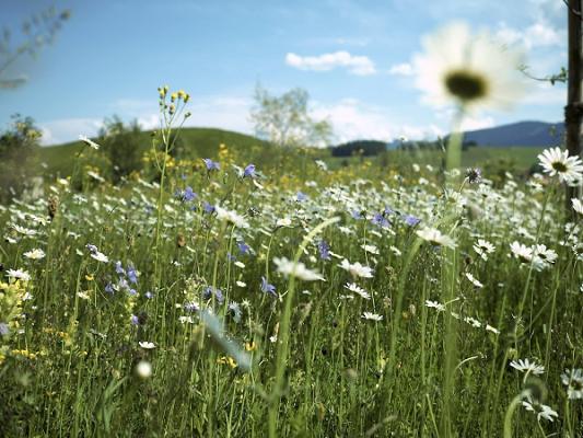 NATURGRÜN - Naturgarten und Grünplanung