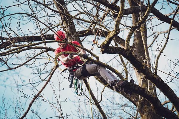 Baumpflege Garmisch-Partenkirchen