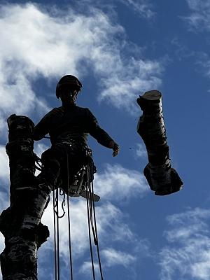 Baumpflege & Gartenpflege - Max Lochner