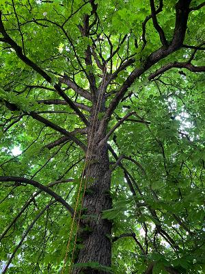 Mensch und Baum Baumpflege