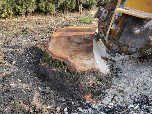 Baumstumpffräsen Tobias Baier