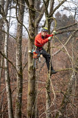 Baumpflege Hagenauer