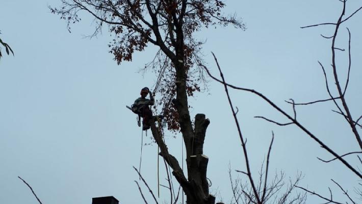 Baumpflege, Sebastian Ebert