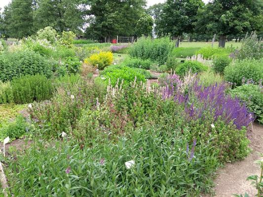 Arznei- und Gewürzpflanzengarten