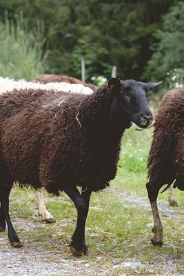 Bio-Milchschafhof Gstatter