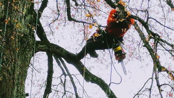 SG Baumpflege - Stephen Guggenberger