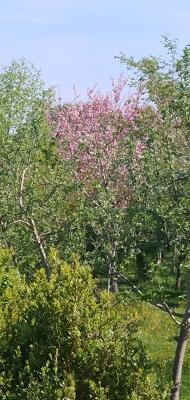 AlleeGro Baumschulen