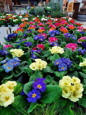 Zaubergarten - Ludwig Ried