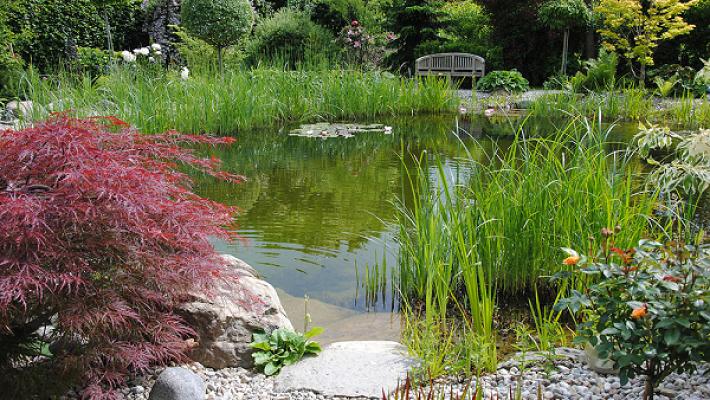 Häringer GmbH Garten- & Landschaftsbau / Schwimmteiche / Naturpool & Pool