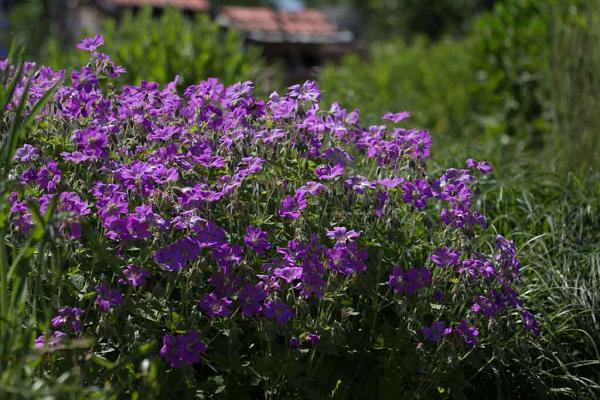 Staudengärtnerei im Thal