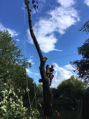 Baumpflege Fynn Mahro