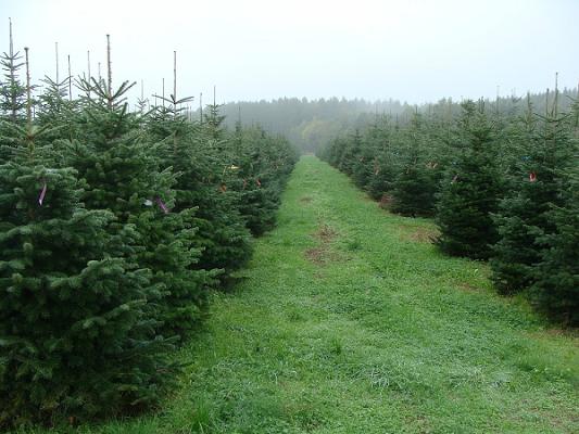 Christbäume Mußner
