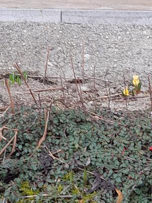 Udo Köppen Garten- und Landschaftsbau