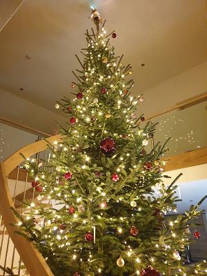 Christbaumverkauf Fischer