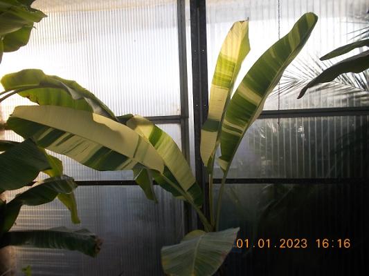 Palms Center Exotiva - Markus Jonda
