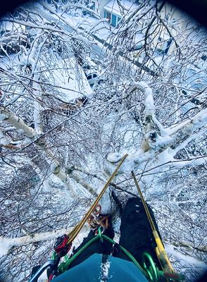 Baumpflege Elias Schwaiger